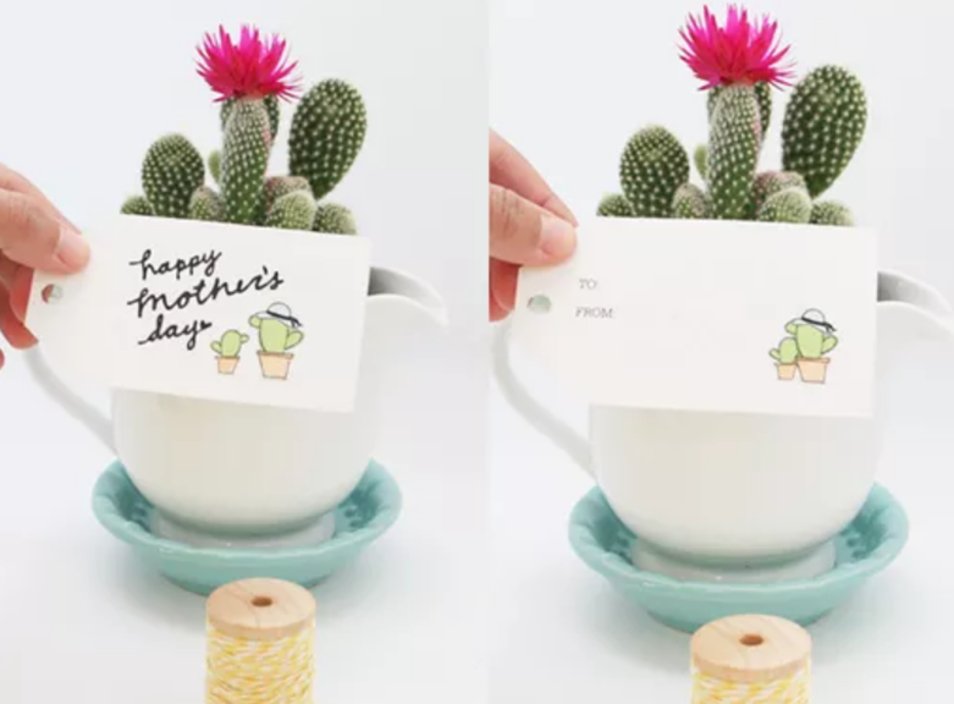 Best Mother's Day Plant Gift Ideas